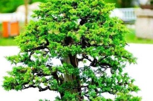 刺很多的盆栽——生活中的绿色魅力（盆栽养殖中的刺与美的完美结合）