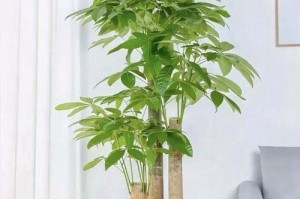 客厅摆放植物之最招财良方（打造富贵客厅，这些植物必不可少）