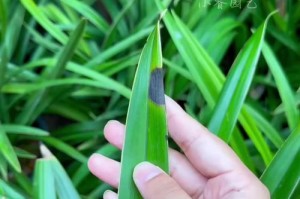 兰花不长叶子怎么办？——兰花养护指南