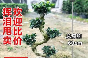 人参榕的盆栽种植技巧（如何选择合适的盆、土和养护方式）
