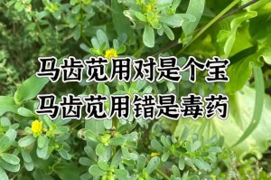 以马齿苋如何修剪？（掌握关键步骤，打造美丽花坛）