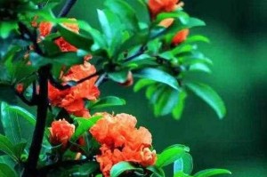 石榴花的开放时节（探究石榴花开花的季节和月份）