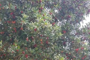 怀化杨梅成熟时间及产地介绍（了解怀化杨梅的种植与成熟周期，品尝新鲜杨梅的滋味）