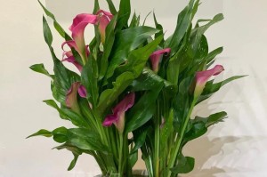 鲜花马蹄莲的养护指南（打造美丽花园，从鲜花马蹄莲开始）