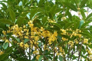 揭秘桂花树——一种什么类型的植物？（一探桂花树的特点和生长习性，解答它究竟是乔木还是灌木）