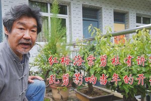 海棠剪枝的正确时机（掌握剪枝技巧，打造美丽海棠）