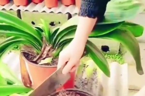 君子兰花叶打卷的原因及解决方法（探究君子兰花叶为何会打卷，以及如何有效解决这一问题）