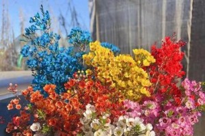 黄土花园（黄土的特点及适合的花卉种类）