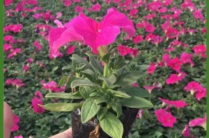 矮牵牛种植技巧（如何选择合适的盆？）