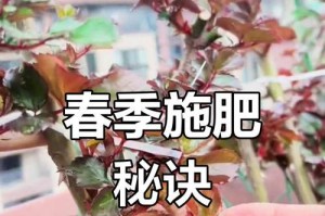 月季花的肥料施用指南（四月下旬月季花施肥的关键注意事项）