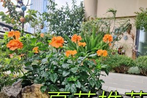 鸟尾花养护指南——打造绚丽花园的秘籍（鸟尾花怎么养好？让你的花园焕发色彩的关键）