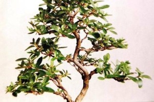 如何正确修剪盆栽杜鹃花（掌握关键步骤，让你的杜鹃花焕发生机）