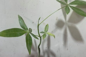 发财树养殖方法播放全攻略（打造家中富贵之树，学会发财树养殖的技巧）