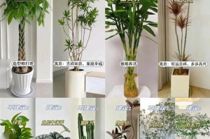 室内花卉养殖技巧与注意事项（打造室内绿意生活，享受花卉带来的美好）