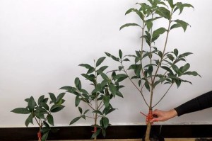 桂花新芽的不发叶原因及解决方法（探究桂花新芽未发展成叶的原因，提供相应解决方案）