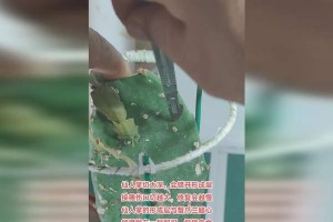 解脚连与仙人掌嫁接蟹爪兰的技巧与注意事项（探索嫁接蟹爪兰的秘籍，打造独特植物组合）