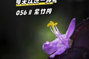 勇敢之花——勇气的象征（以花为媒，表达勇敢的力量）