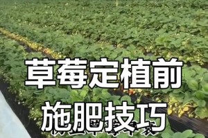 草莓栽种技巧（培育甜蜜多汁的草莓，从这里开始！）
