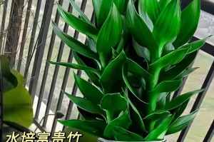 富贵竹盆栽的养殖方法和注意事项（打造绿色家居环保新生活）