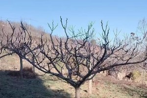 湖南山楂树种植（了解湖南种植山楂树的方法和注意事项）