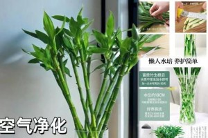 以竹子移栽为主题的养护指南（探索竹子移栽的技巧和养护方法）