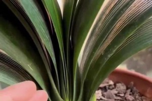 揭秘君子兰9月开花的奥秘（探寻君子兰开花的时间和原因）