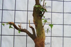 以老冬青怎么养植陪欲？（打造迷人的老冬青庭院，从养植陪欲开始！）