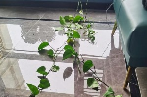 绿萝的换土换盆及注意事项（绿萝换土换盆时间、绿萝换土方法、绿萝换盆后的养护）