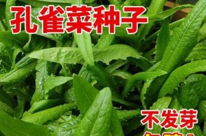 尖包菜播种技巧详解（如何选择最佳播种时间？）