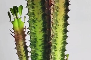 巴西龙骨的养护指南（探索巴西龙骨的独特养殖技巧）