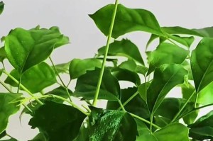 幸福树的枯萎（新种的幸福树遭遇枯萎危机，如何恢复生机）