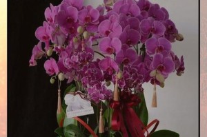 没有暖气的家庭如何养蝴蝶兰（低温环境下养蝴蝶兰的秘诀）