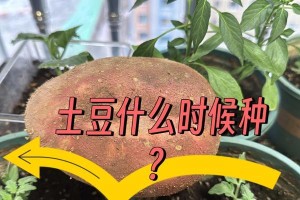 河南土豆种植全攻略