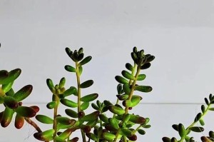 冬季如何科学浇水虹之玉？（有效保护虹之玉的关键在于合理浇水）