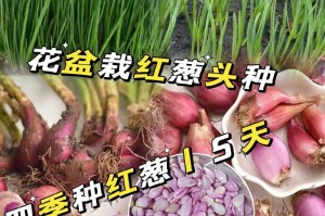 为什么花盆里的葱发芽后无法长大？（葱发芽后的生长问题及解决方法）