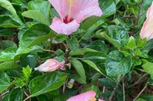 雨水浇花指南（如何利用雨水给花儿提供最佳生长条件）