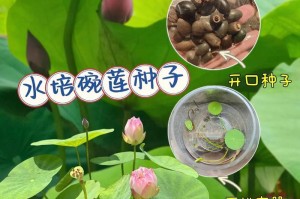 纯露碗莲种子的培育与繁殖（探索纯露碗莲种植的技巧与方法）