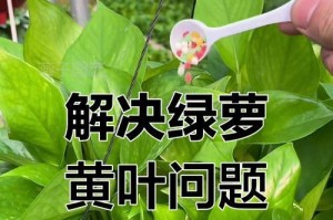 绿萝萎了，如何拯救？（绿萝护理秘籍，教你轻松拯救萎蔫的绿萝）