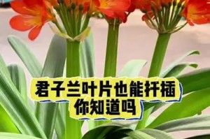 揭秘君子兰的神秘之道（以扦插的君子兰）