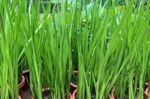 水生菖蒲的辨认与特征（探寻水生菖蒲花的奥秘）