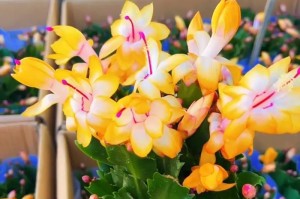 蟹脚兰花的养护指南（打造健康美丽的蟹脚兰花园）