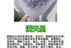 满天星花（美丽绚烂的满天星花盛开在夏日的田野间）