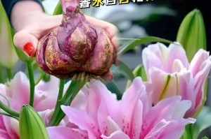 百合花开得多的秘诀（探索百合花盛开之道，让花园充满芬芳）