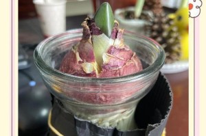 风信子冬季水培的种植方法（冬季水培风信子，轻松享受花海盛宴）