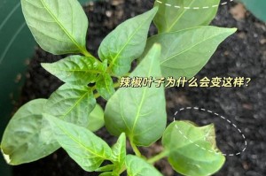 辣椒树掉叶子原因及解决方法（如何让辣椒树恢复生机，提高叶片生长力）