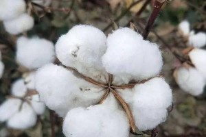 棉花种植与收获时间的全面指南（棉花栽培时间、收获时间及注意事项详解）