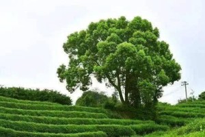 家里可以种茶树吗？（从品种选择到栽培技巧，一步步教你在家种出美味的茶叶）
