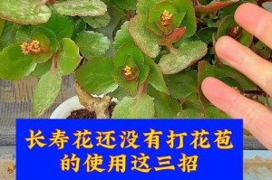 长寿花的花苞培育之道（探秘长寿花如何培养出美丽的花苞）
