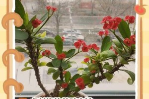 如何应对虎刺梅冬季掉叶子的问题（虎刺梅冬季掉叶子的原因与解决方法）