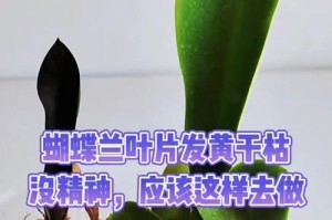 蝴蝶兰叶子生灰的原因及防治方法（蝴蝶兰叶子生灰的危害及正确的清洁方式）